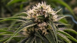 hybrid marijuana flower strain phoenix givingtreedispensary.com