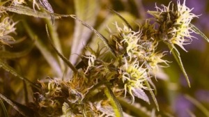 sativa marijuana flower strain phoenix givingtreedispensary.com