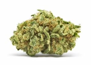 A photo of the new golden lemon strain from Giving Tree Dispensary