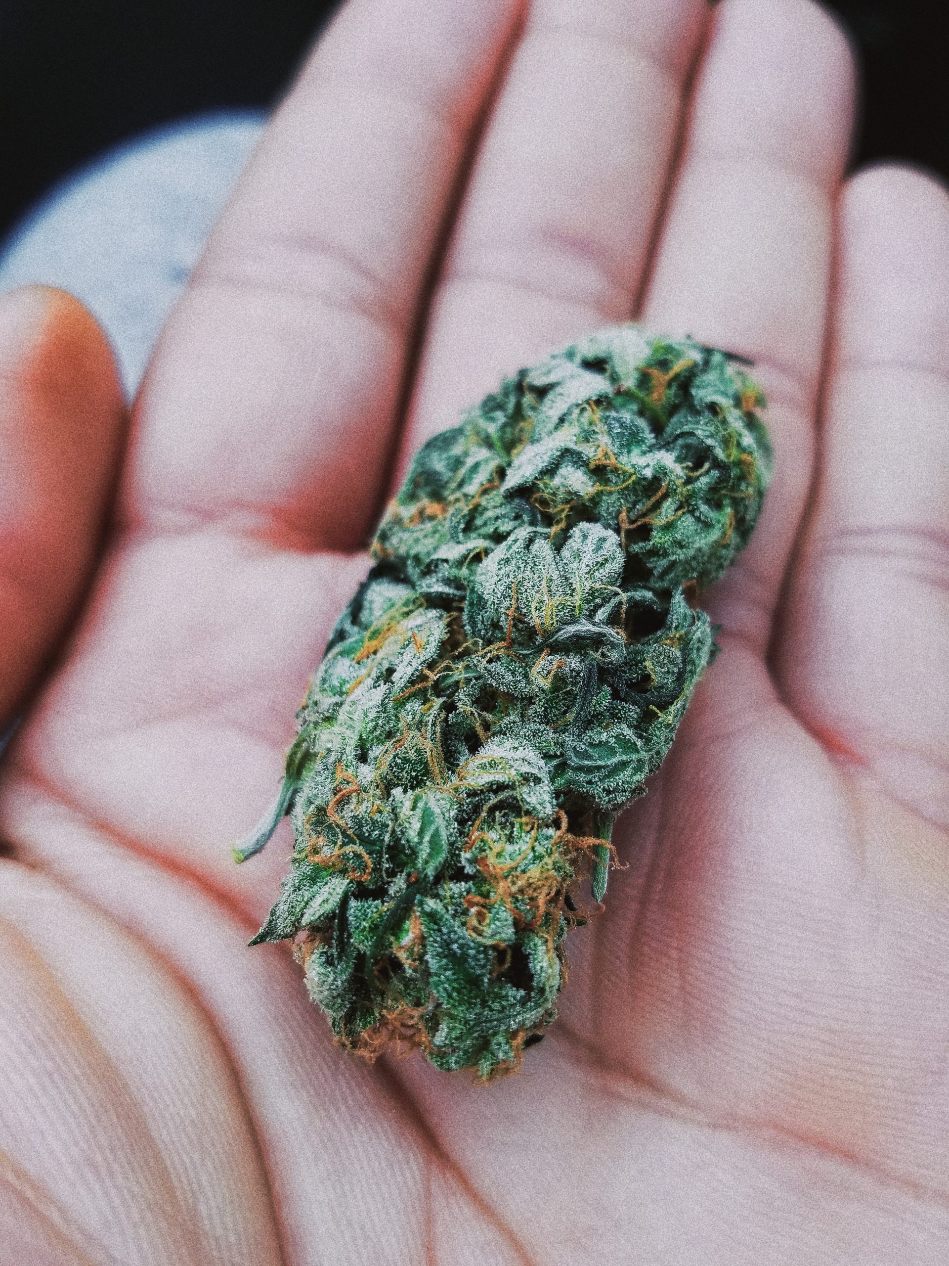hands holding cannabis flower
