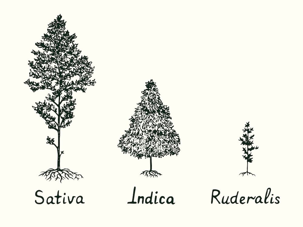 What is Cannabis Ruderalis: Side by side comparison image of the sativa, indica and ruderalis