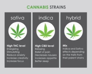 Cannabis 101